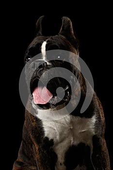 Purebred Boxer Dog Isolated on Black Background