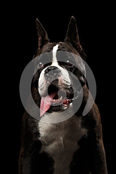 Purebred Boxer Dog Isolated on Black Background