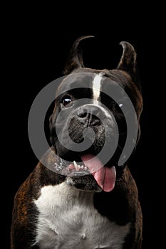 Purebred Boxer Dog Isolated on Black Background