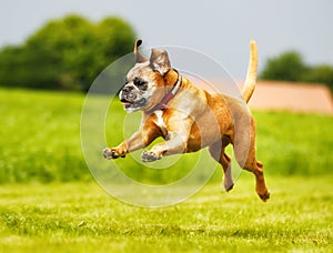 Purebred Boxer dog photo