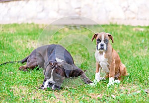 Purebred Boxer little puppy sitting and big dog laying in the grass on sunny summer day. Two pets in spring outdoors