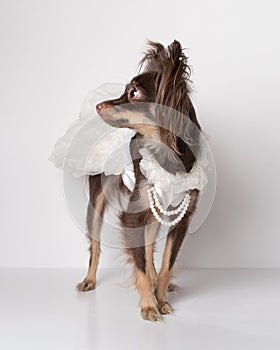 Purebred bride dog of breed Chocolate Russian Toy Terrier in festive dress, animal on white background.