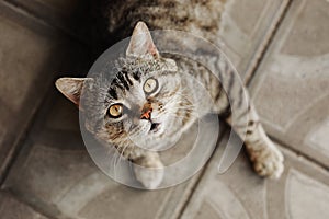 Purebred british shorthair cat lying down, looking at camera. cute adorable pet cat.