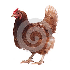 Purebred brown chicken isolated on white background