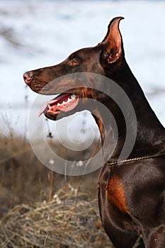 Purebred brown dog Doberman