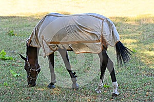Horse on pasture photo