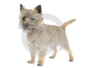 Purebred cairn terrier