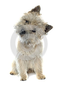 Purebred cairn terrier