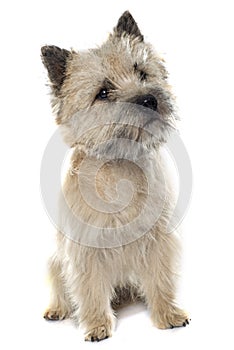 Purebred cairn terrier