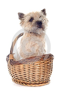 Purebred cairn terrier