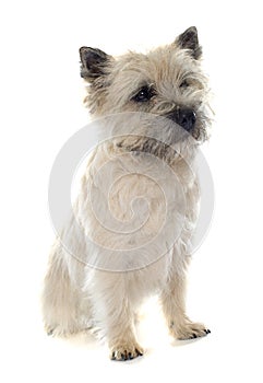 Purebred cairn terrier