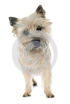 Purebred cairn terrier