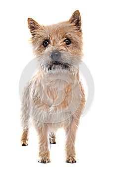 Purebred cairn terrier