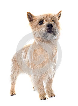 Purebred cairn terrier