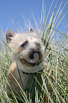 Purebred Cairn Terrier Portrait photo