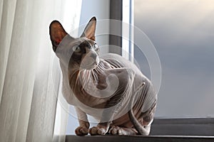 Purebred Canadian Sphinx cat sits on the windowsill