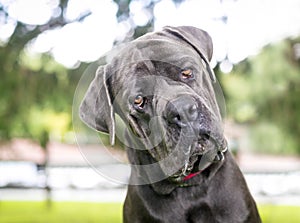 A purebred Cane Corso mastiff dog listening with a head tilt