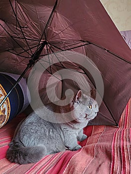 A purebred cat with gray color sits under an umbrella