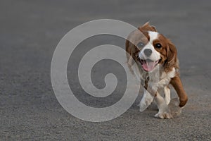 A purebred Cavalier King Charles Spaniel dog without leash outdoors running on the concrete asphalt