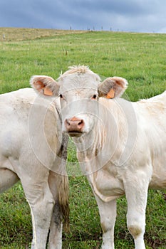 A Charolais calf