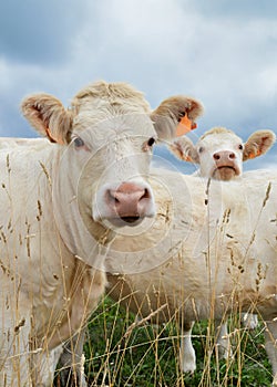 A Charolais calf photo