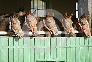 Purebred chestnut racehorses looking over the barn door