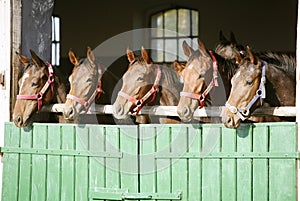 Purebred chestnut racehorses looking over the barn door