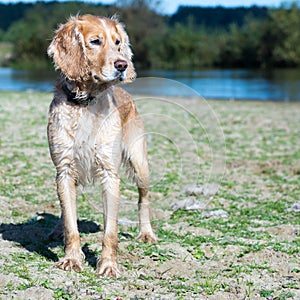 Purebred Cocker Spaniel