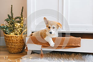 Purebred corgi dog sit in the Christmas decor