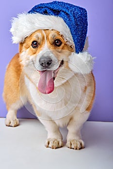 purebred Corgi puppy with blue christmas hat sitting in front view, close-up portrait