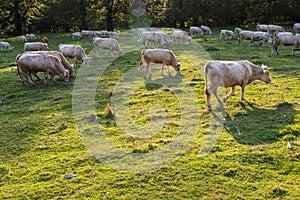 Purebred cows grazing at sundown in Transylvania, Romania