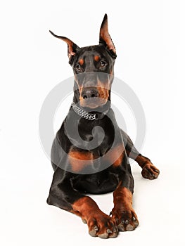 Purebred dobermann dog