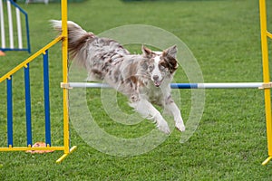 Purebred dog Border Collie jumping over obstacle on agility comp