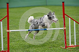 Purebred dog Border Collie jumping over obstacle on agility comp