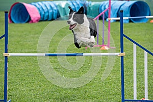 Purebred dog Border Collie jumping over obstacle on agility comp