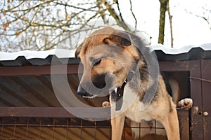 Purebred dog in a cage. dog hanging on the fence. Shepherd climbs into the hole