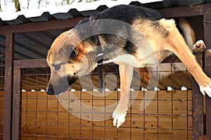 Purebred dog in a cage. dog hanging on the fence. Shepherd climbs into the hole