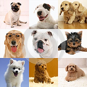 Purebred dog collection