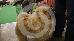 Purebred dog exhibition, attentive owner feds Chow Chow a treat, lovely pet