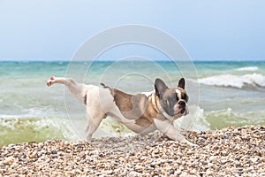 Purebred dog French Bulldog