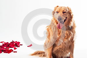 purebred dog golden retievir with orange hair, smiling pretty squinting eyes, sticking out tongue, close-up, isolated on