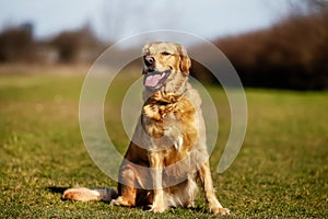 Purebred dog on grass field