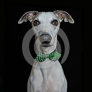 purebred dog with green bow tie looking at camera