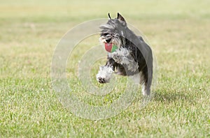 Purebred dog Miniature schnauzer on green grass plays with the