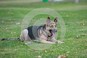 Purebred dog reclined at the park