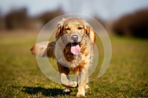 Purebred dog running towards camera