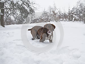 Purebred dog in the snow on a winter background