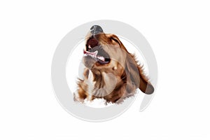 dog fly purebred white doggy pet background cute up jump animal. Generative AI. photo