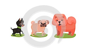 Purebred Dogs or Canine with Chow-chow and Pugdog Standing on Green Lawn Vector Set