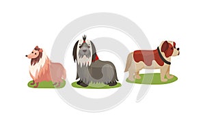 Purebred Dogs or Canine with Sheep Dog and Terrier Standing on Green Lawn Vector Set